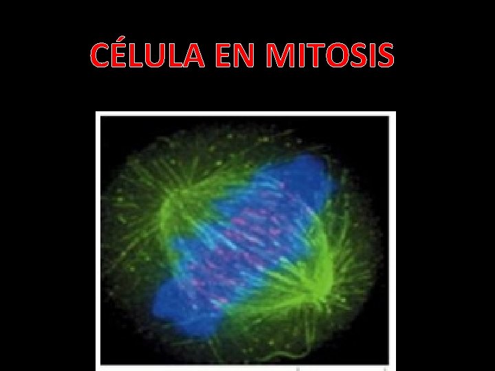 CÉLULA EN MITOSIS CÉLULA EN MITOSIS