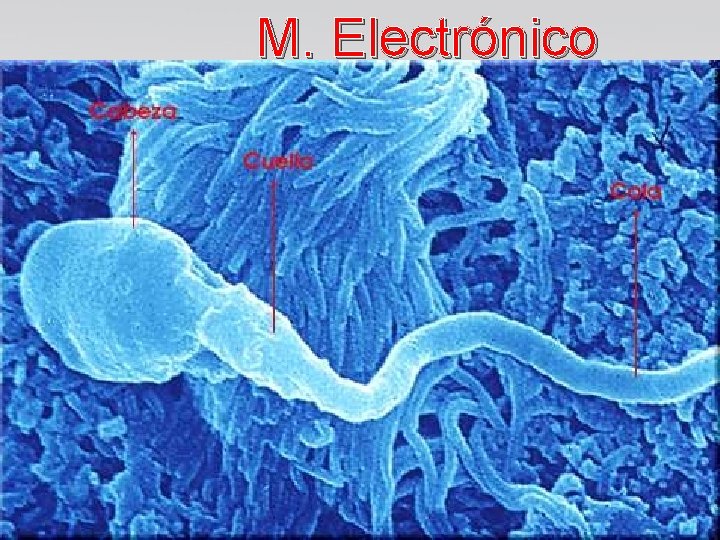 M. Electrónico M. Electrónico