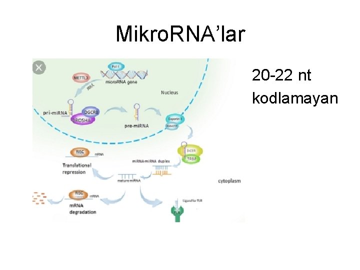 Mikro. RNA’lar 20 -22 nt kodlamayan 