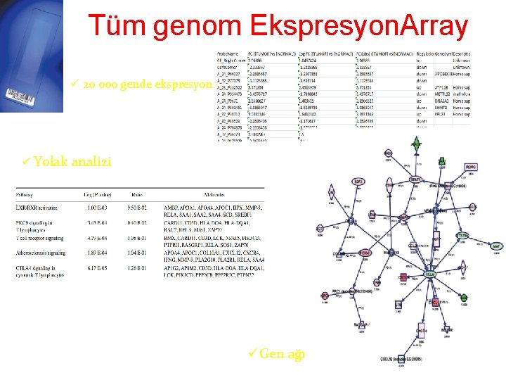 Tüm genom Ekspresyon. Array ü 20 000 gende ekspresyon değişikliği ü Yolak analizi üGen