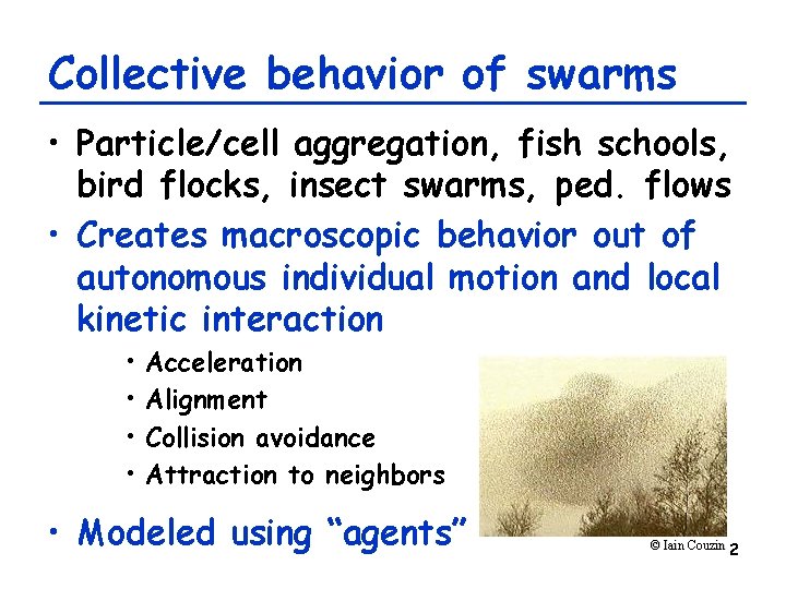 Collective behavior of swarms • Particle/cell aggregation, fish schools, bird flocks, insect swarms, ped.