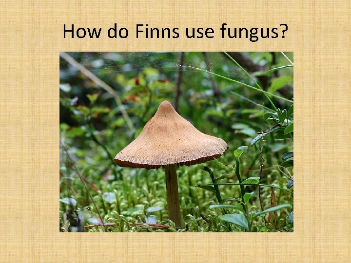 How do Finns use fungus? 