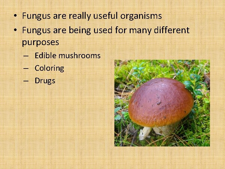  • Fungus are really useful organisms • Fungus are being used for many