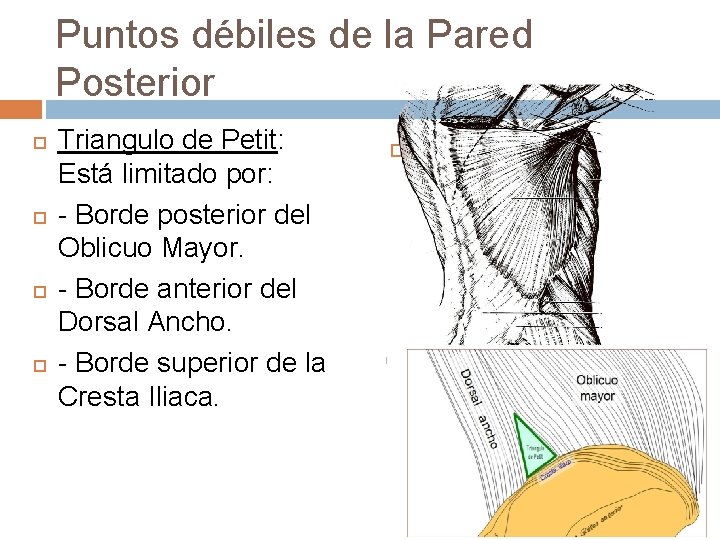 Puntos débiles de la Pared Posterior Triangulo de Petit: Está limitado por: - Borde