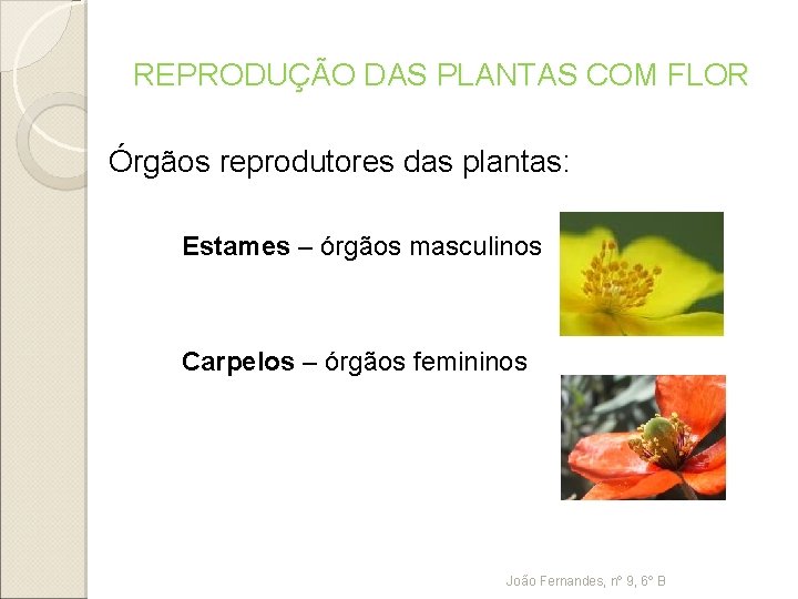 REPRODUÇÃO DAS PLANTAS COM FLOR Órgãos reprodutores das plantas: Estames – órgãos masculinos Carpelos