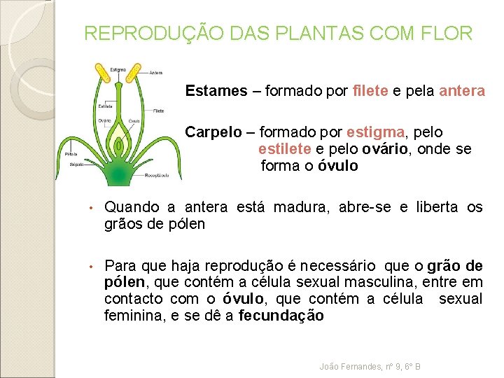 REPRODUÇÃO DAS PLANTAS COM FLOR Estames – formado por filete e pela antera Carpelo