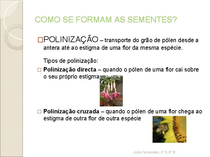 COMO SE FORMAM AS SEMENTES? �POLINIZAÇÃO – transporte do grão de pólen desde a