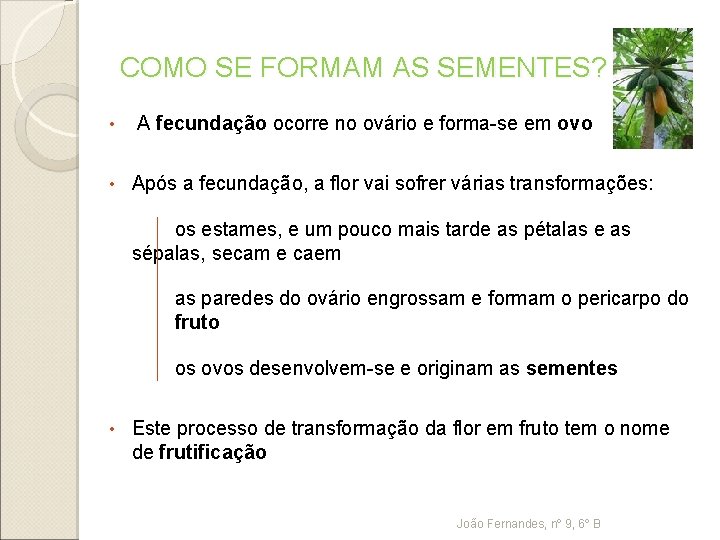 COMO SE FORMAM AS SEMENTES? • • A fecundação ocorre no ovário e forma-se