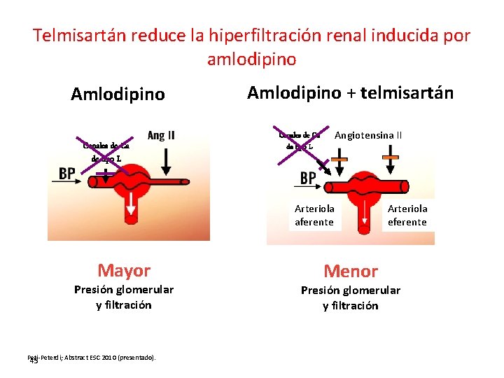 Telmisartán reduce la hiperfiltración renal inducida por amlodipino Amlodipino Canales de Ca de tipo