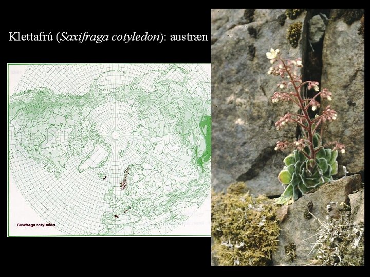 Klettafrú (Saxifraga cotyledon): austræn 