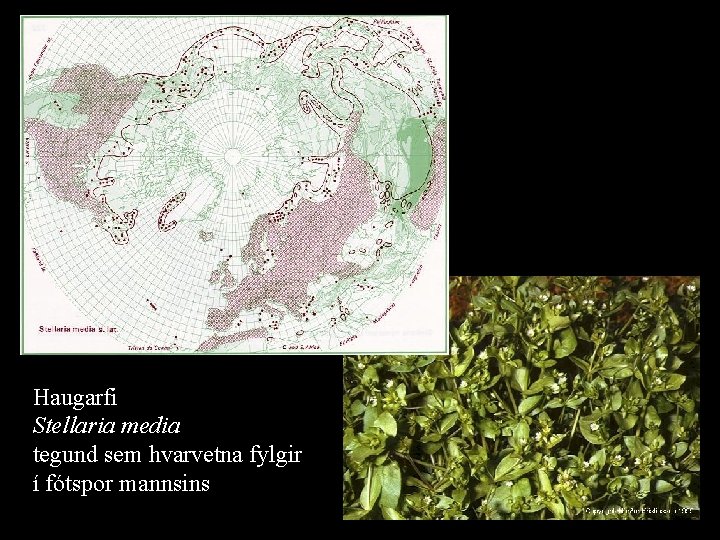Haugarfi Stellaria media tegund sem hvarvetna fylgir í fótspor mannsins 