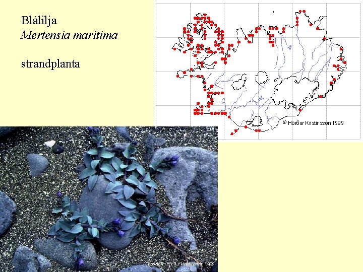 Blálilja Mertensia maritima strandplanta 