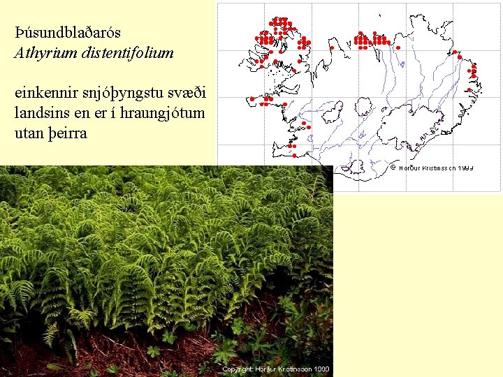 Þúsundblaðarós Athyrium distentifolium einkennir snjóþyngstu svæði landsins en er í hraungjótum utan þeirra 