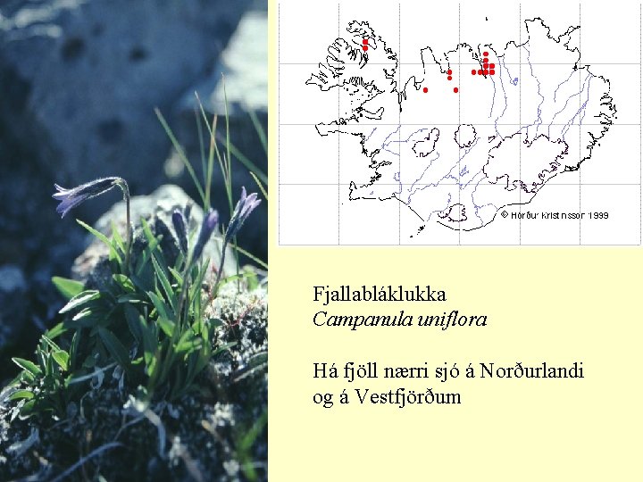 Fjallabláklukka Campanula uniflora Há fjöll nærri sjó á Norðurlandi og á Vestfjörðum 