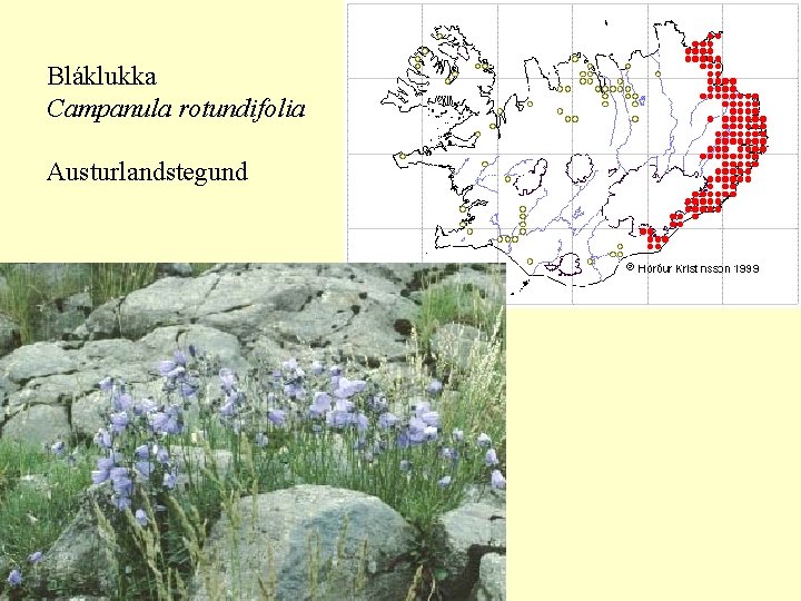 Bláklukka Campanula rotundifolia Austurlandstegund 