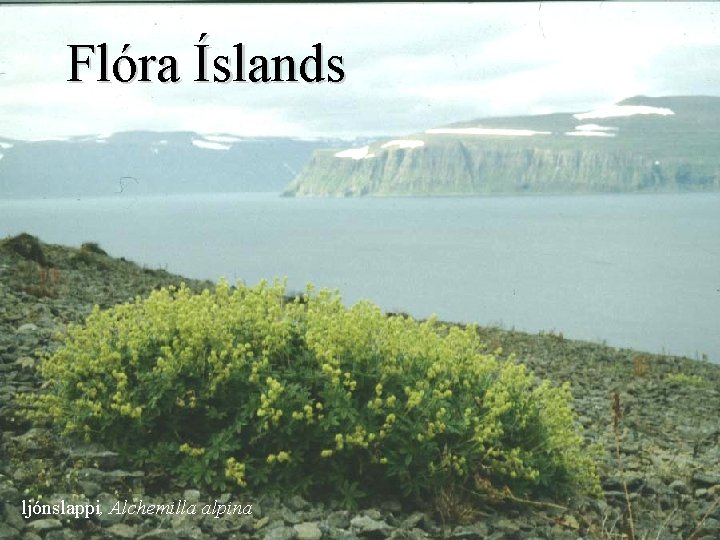 Flóra Íslands ljónslappi, Alchemilla alpina 