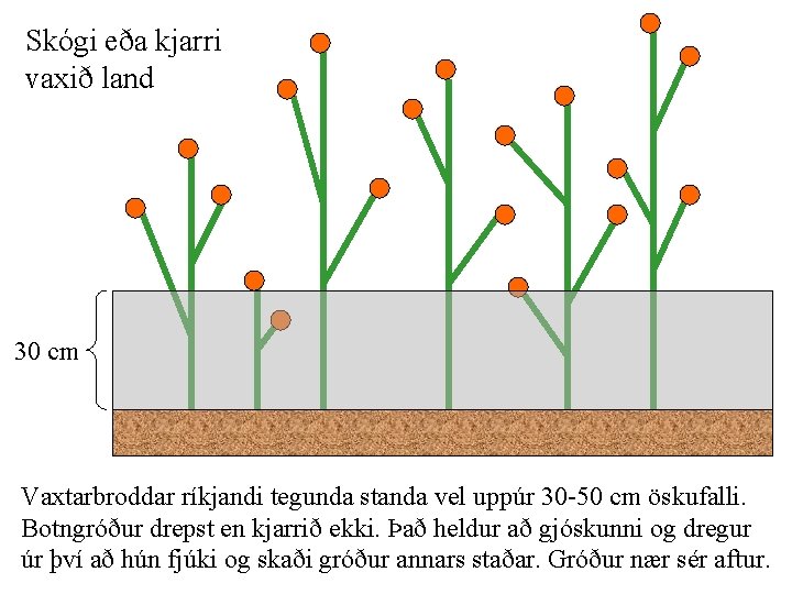 Skógi eða kjarri vaxið land 30 cm Vaxtarbroddar ríkjandi tegunda standa vel uppúr 30