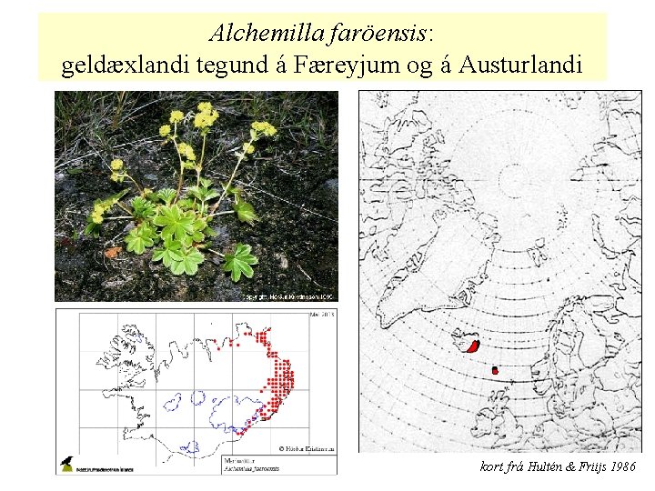 Alchemilla faröensis: geldæxlandi tegund á Færeyjum og á Austurlandi kort frá Hultén & Friijs