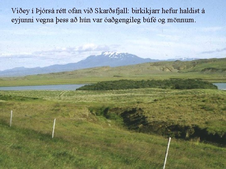 Viðey í Þjórsá rétt ofan við Skarðsfjall: birkikjarr hefur haldist á eyjunni vegna þess