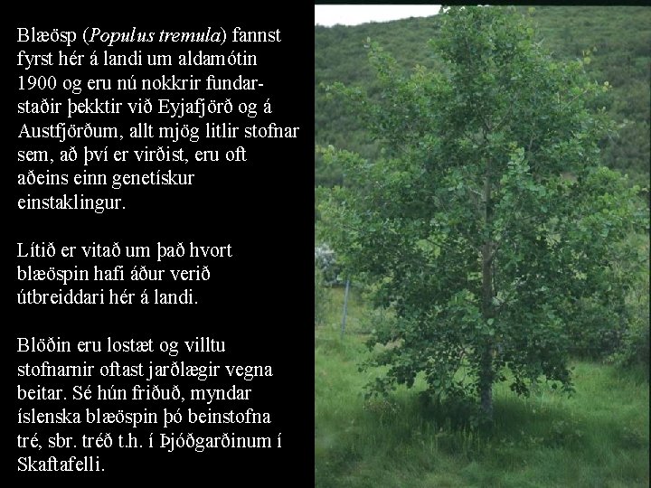 Blæösp (Populus tremula) fannst fyrst hér á landi um aldamótin 1900 og eru nú