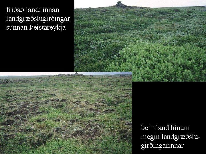 friðað land: innan landgræðslugirðingar sunnan Þeistareykja beitt land hinum megin landgræðslugirðingarinnar 