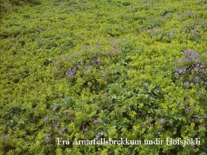 Frá Arnarfellsbrekkum undir Hofsjökli 