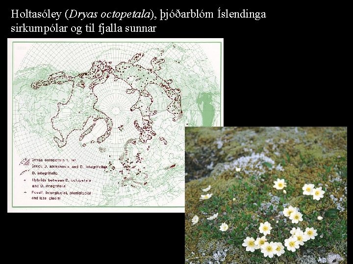 Holtasóley (Dryas octopetala), þjóðarblóm Íslendinga sirkumpólar og til fjalla sunnar 