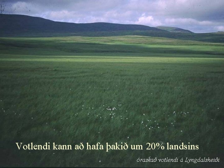 Votlendi kann að hafa þakið um 20% landsins óraskað votlendi á Lyngdalsheiði 