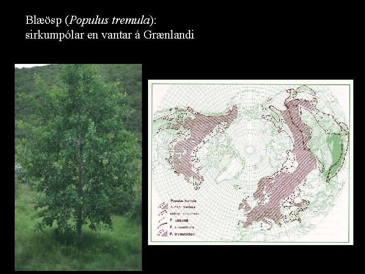 Blæösp (Populus tremula): sirkumpólar en vantar á Grænlandi 