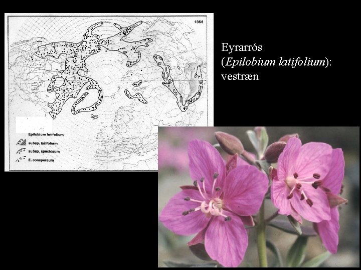 Eyrarrós (Epilobium latifolium): vestræn 