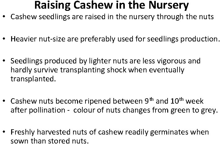 Raising Cashew in the Nursery • Cashew seedlings are raised in the nursery through