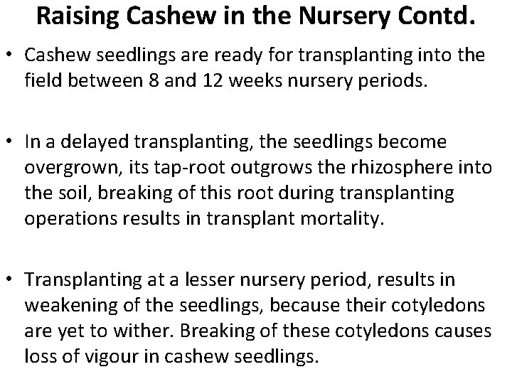 Raising Cashew in the Nursery Contd. • Cashew seedlings are ready for transplanting into