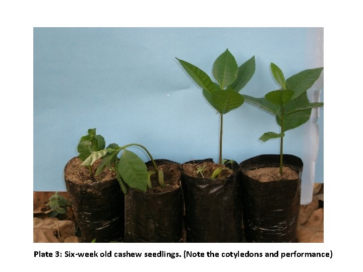Plate 3: Six-week old cashew seedlings. (Note the cotyledons and performance) 