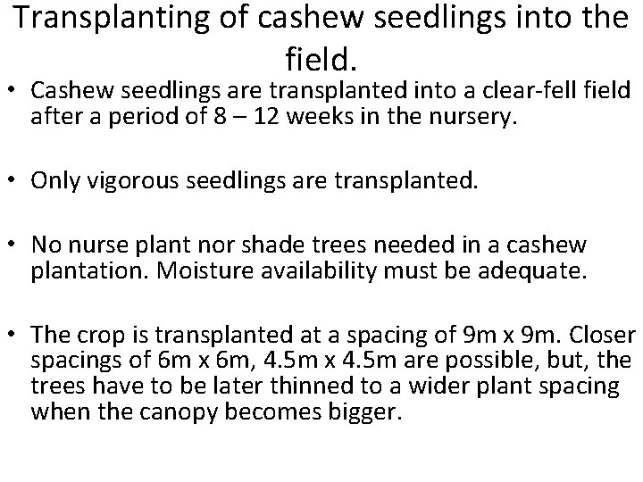 Transplanting of cashew seedlings into the field. • Cashew seedlings are transplanted into a
