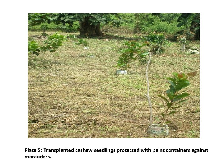 Plate 5: Transplanted cashew seedlings protected with paint containers against marauders. 