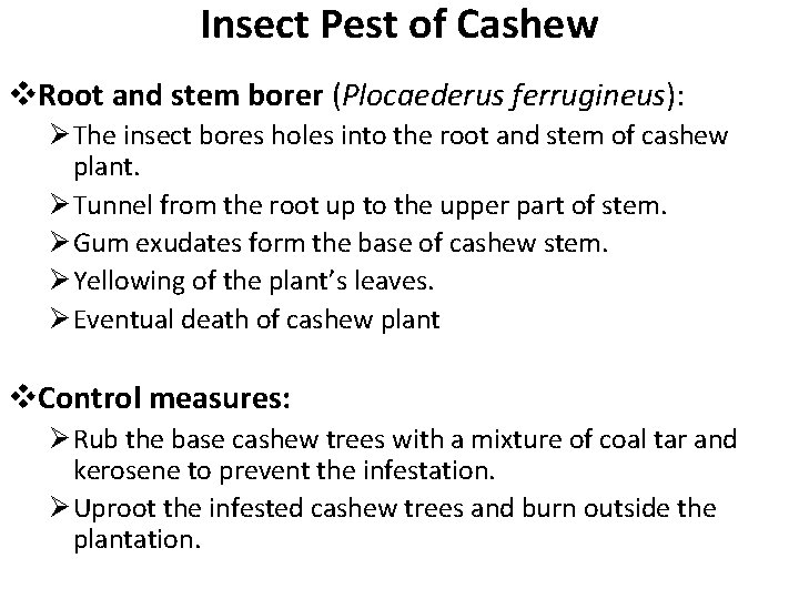 Insect Pest of Cashew v. Root and stem borer (Plocaederus ferrugineus): Ø The insect