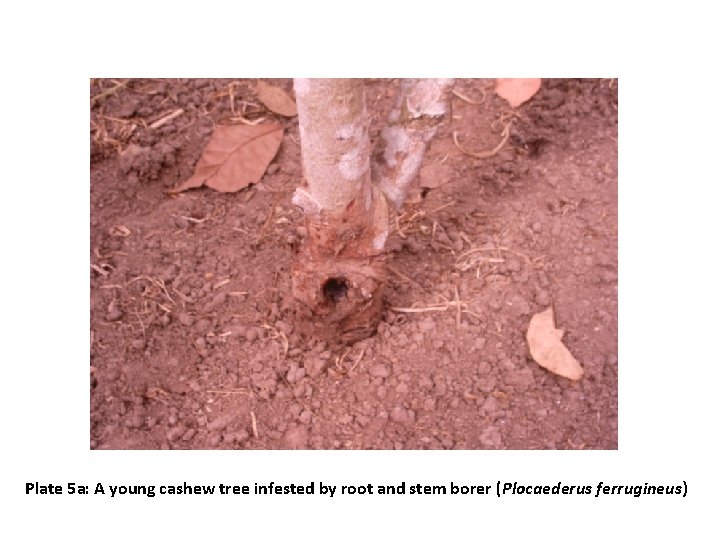 Plate 5 a: A young cashew tree infested by root and stem borer (Plocaederus