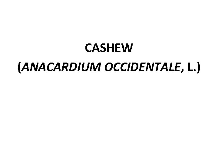 CASHEW (ANACARDIUM OCCIDENTALE, L. ) 