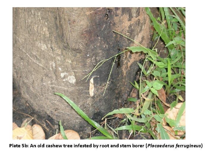 Plate 5 b: An old cashew tree infested by root and stem borer (Plocaederus