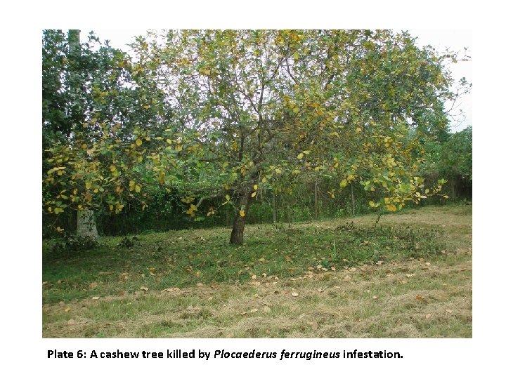Plate 6: A cashew tree killed by Plocaederus ferrugineus infestation. 