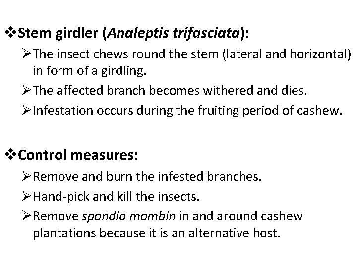 v. Stem girdler (Analeptis trifasciata): ØThe insect chews round the stem (lateral and horizontal)