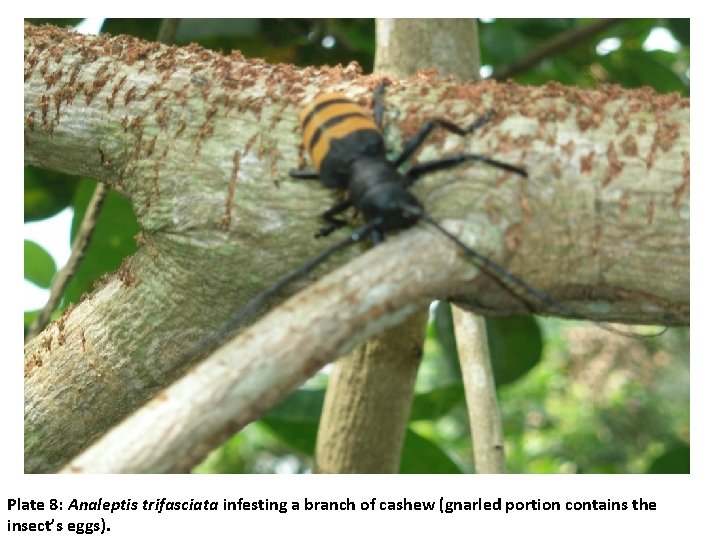 Plate 8: Analeptis trifasciata infesting a branch of cashew (gnarled portion contains the insect’s