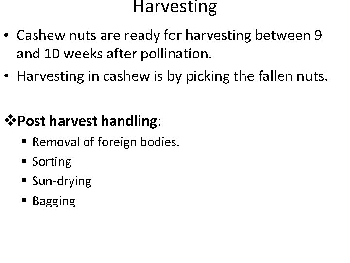 Harvesting • Cashew nuts are ready for harvesting between 9 and 10 weeks after