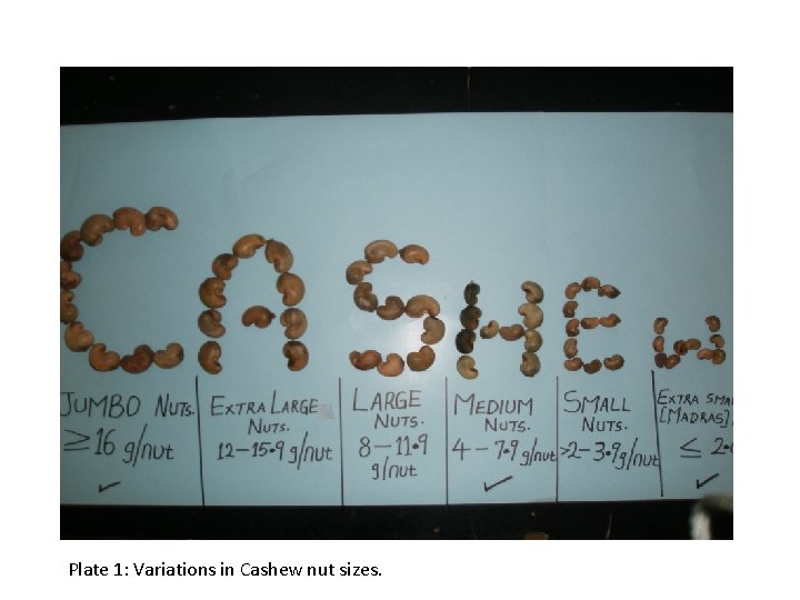 Plate 1: Variations in Cashew nut sizes. 