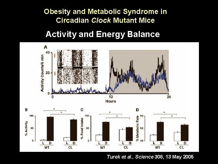 Obesity and Metabolic Syndrome in Circadian Clock Mutant Mice Activity and Energy Balance Turek Obesity and Metabolic Syndrome in Circadian Clock Mutant Mice Activity and Energy Balance Turek