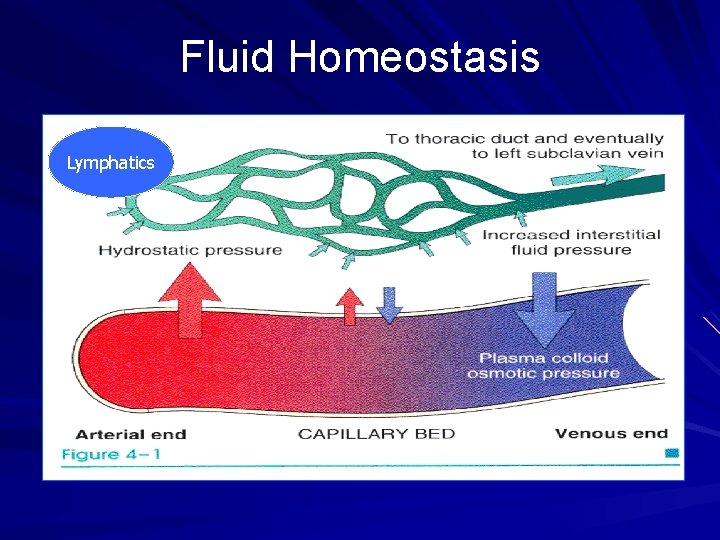 Fluid Homeostasis Lymphatics Fluid Homeostasis Lymphatics