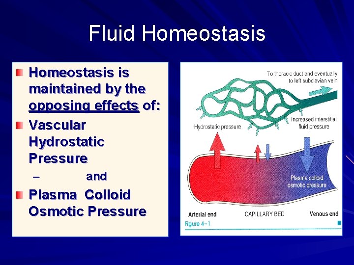 Fluid Homeostasis is maintained by the opposing effects of: Vascular Hydrostatic Pressure – and Fluid Homeostasis is maintained by the opposing effects of: Vascular Hydrostatic Pressure – and