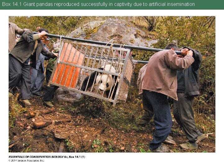 Box 14. 1 Giant pandas reproduced successfully in captivity due to artificial insemination 