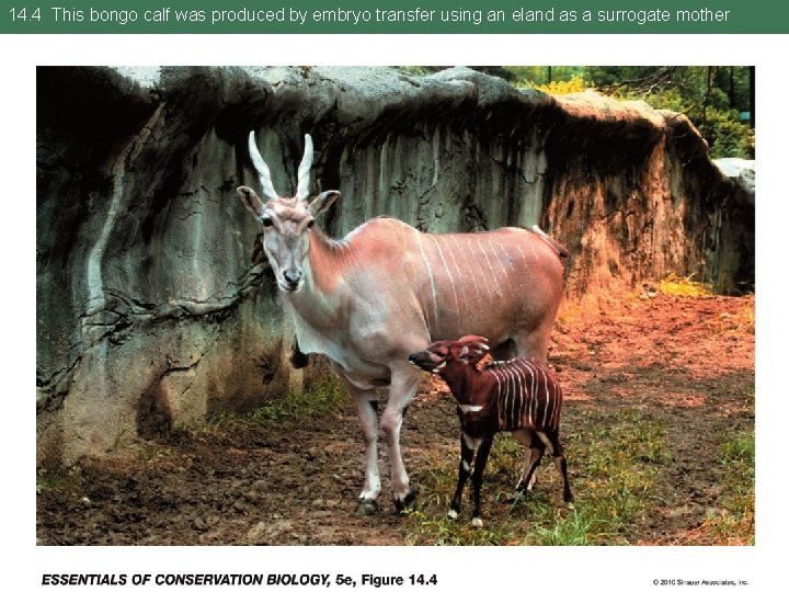 14. 4 This bongo calf was produced by embryo transfer using an eland as