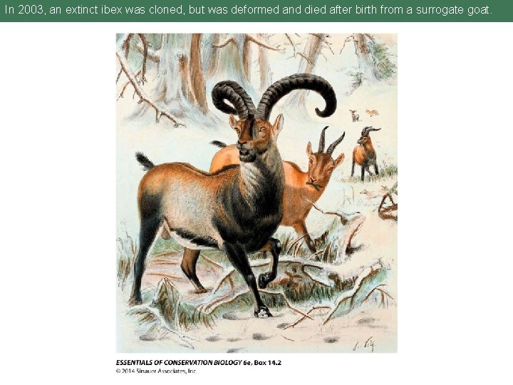 In 2003, an extinct ibex was cloned, but was deformed and died after birth